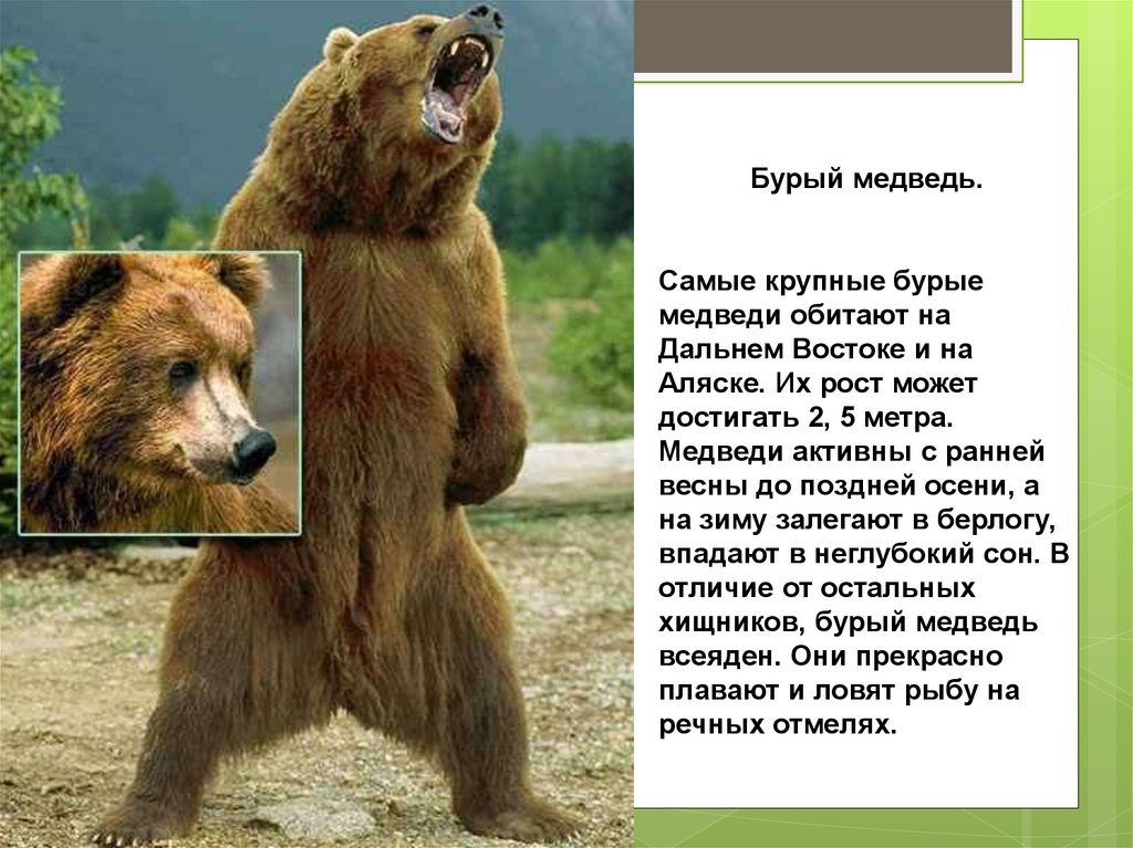 В какой природной зоне живут бурые медведи. Медведь фото и описание. Описание медведя. О буром медведе. Бурый медведь.