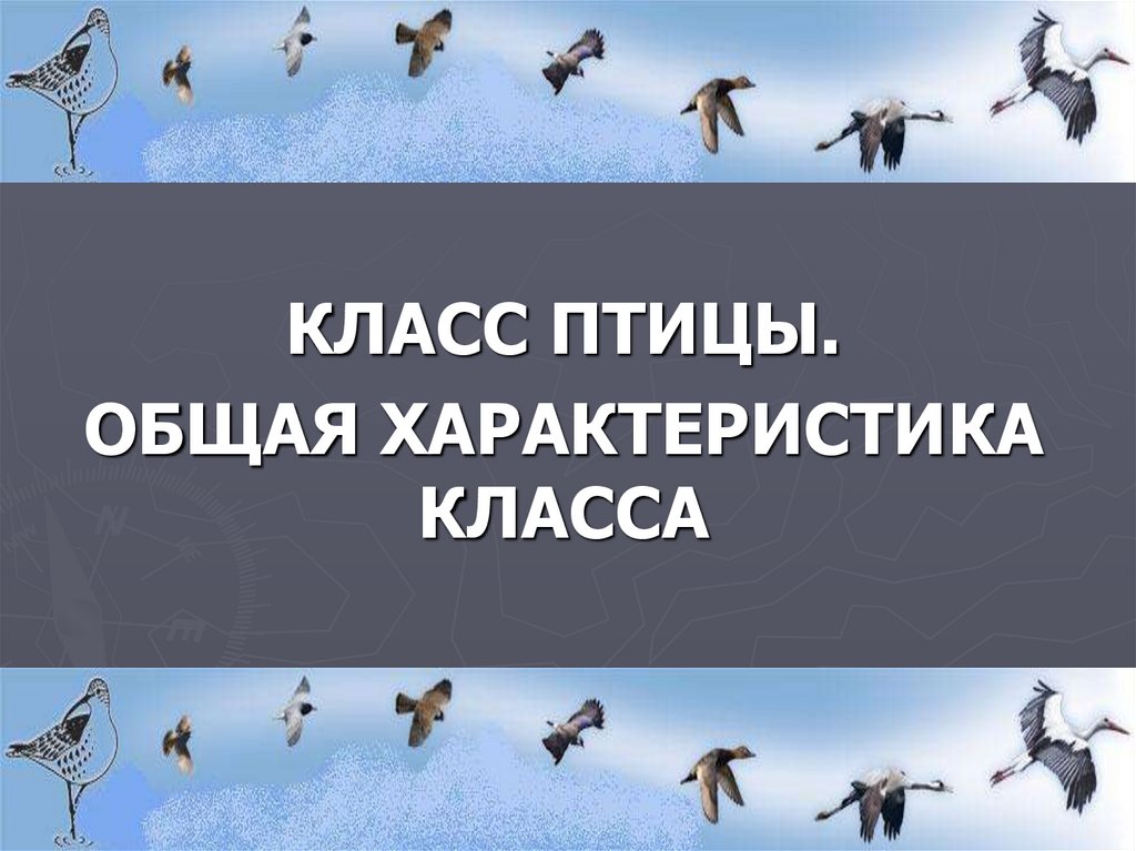 Класс птицы общая характеристика презентация 7 класс