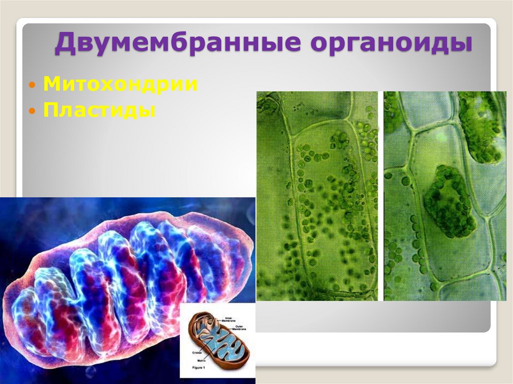 Пластиды митохондрии органоиды. Двухмембранные органоиды пластиды. Митохондрии двумембранные органоиды. . Двумембранные органеллы пластиды. Двухмембранные органоиды клетки пластиды митохондрии хлоропласты.