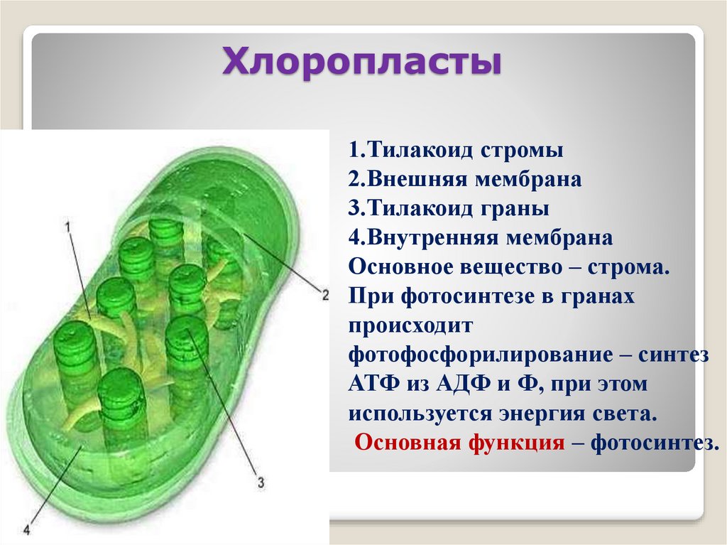 Хлоропласты способны. Хлоропласты Строма тилакоиды граны. Строма и тилакоиды. Мембранах тилакоидов в хлоропластах. Тилакоиды стромы хлоропласта.