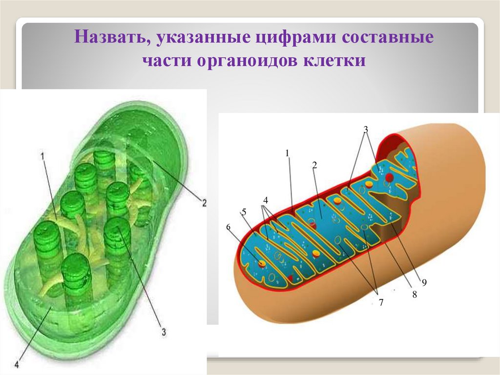 5 строение митохондрий. Двухмембранные митохондрии. Пластиды двухмембранный органоид. Что такое двумембранные и полуавтономные органоиды. Схема строение хлоропласта и митохондрии.