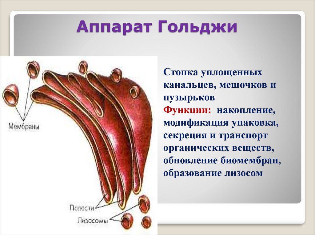 Аппарат гольджи презентация