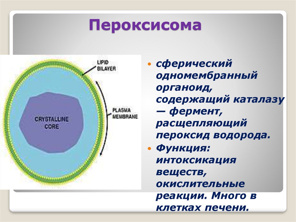 Ферменты лизосом синтезируются в. Пероксисомы функция органоида. Органоид клетки пероксисома. Пероксисома органоид функция. Структура пероксисомы.