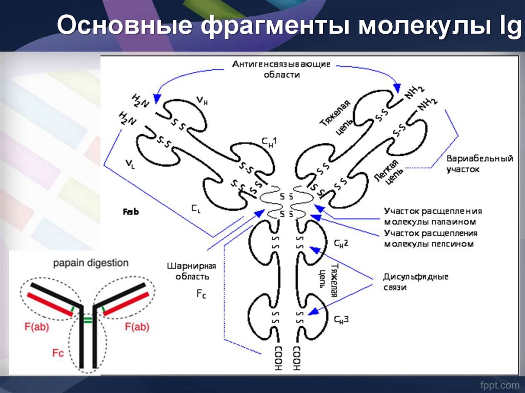 Схема строения иммуноглобулина