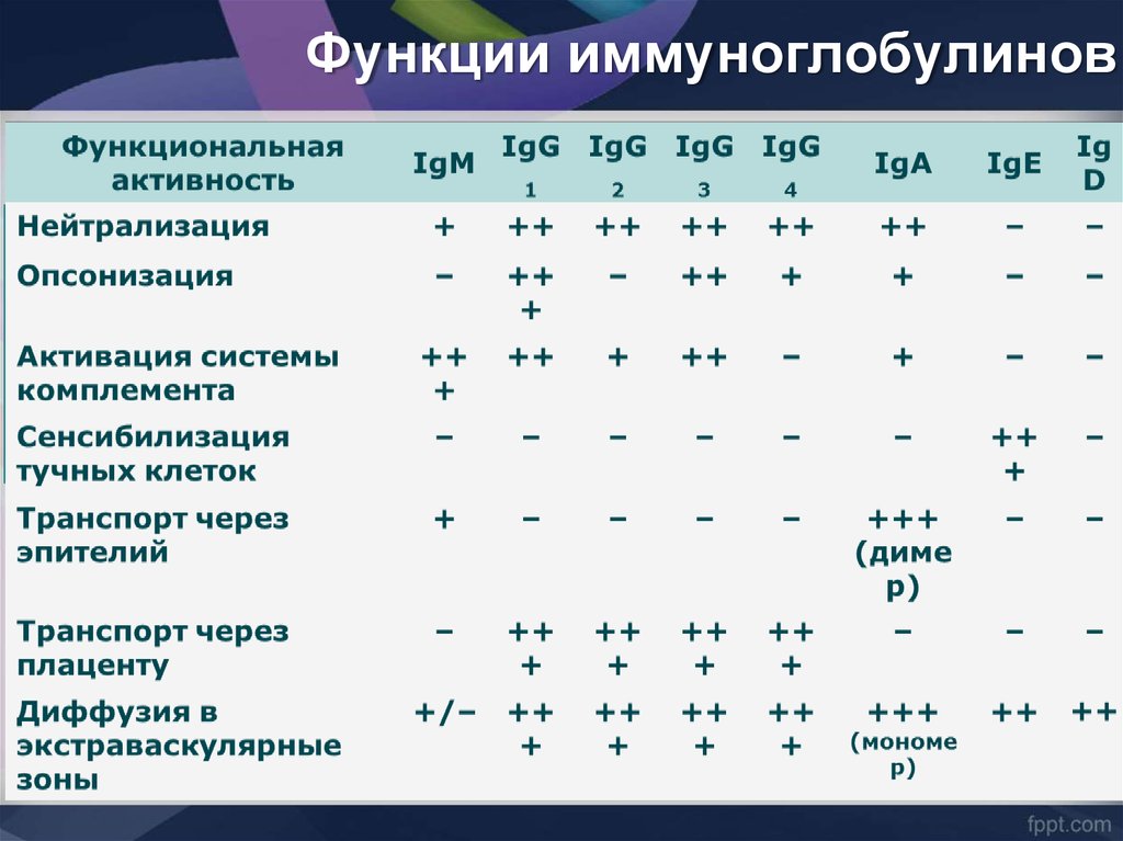 Классификация иммуноглобулинов схема