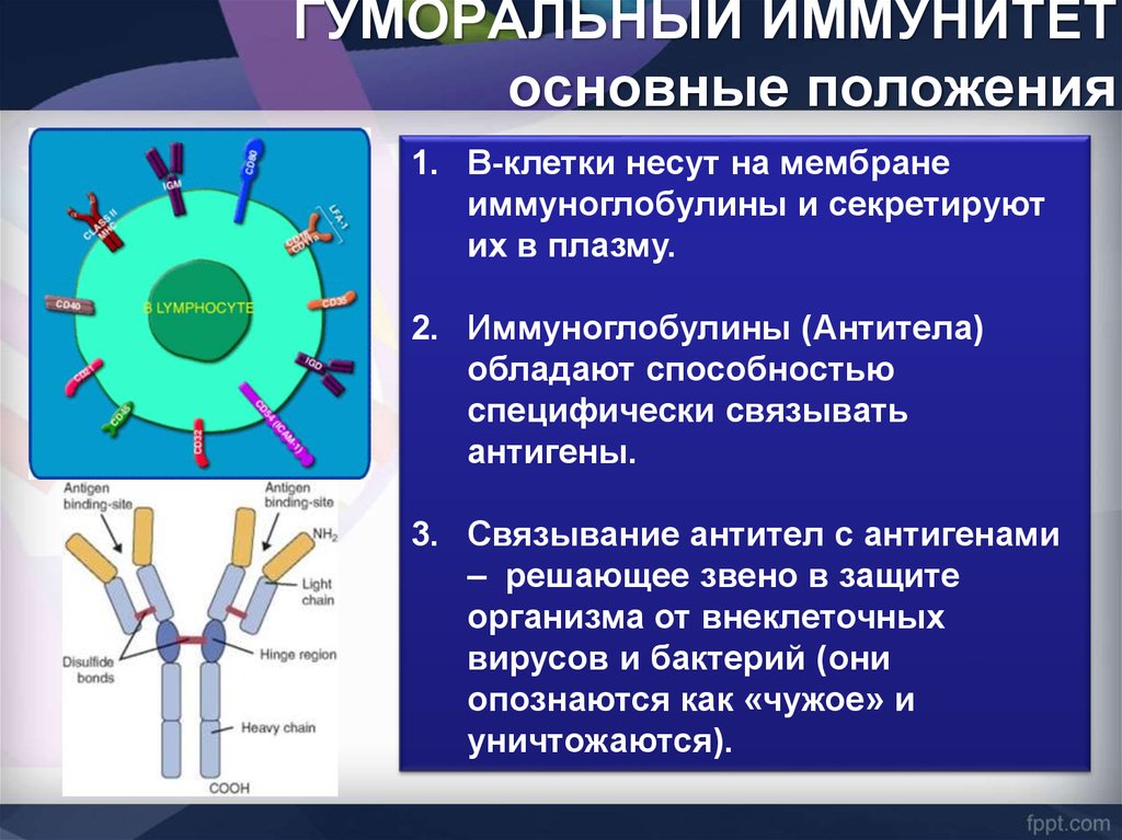 Гуморальный иммунитет презентация