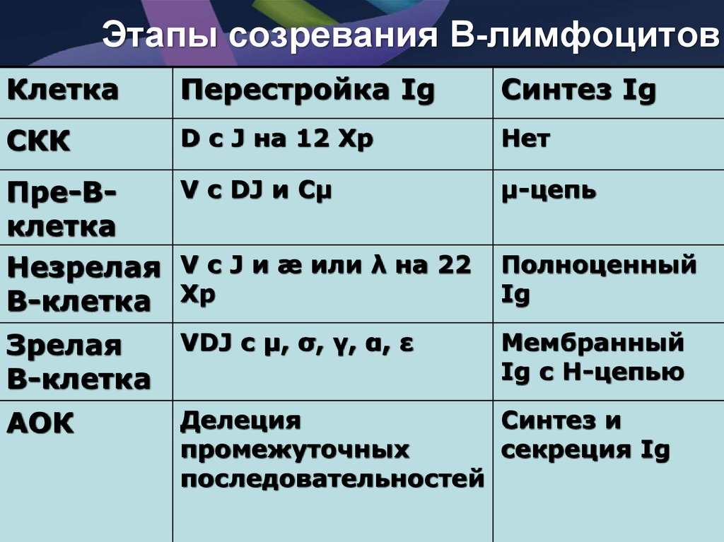 Созревание т лимфоцитов схема