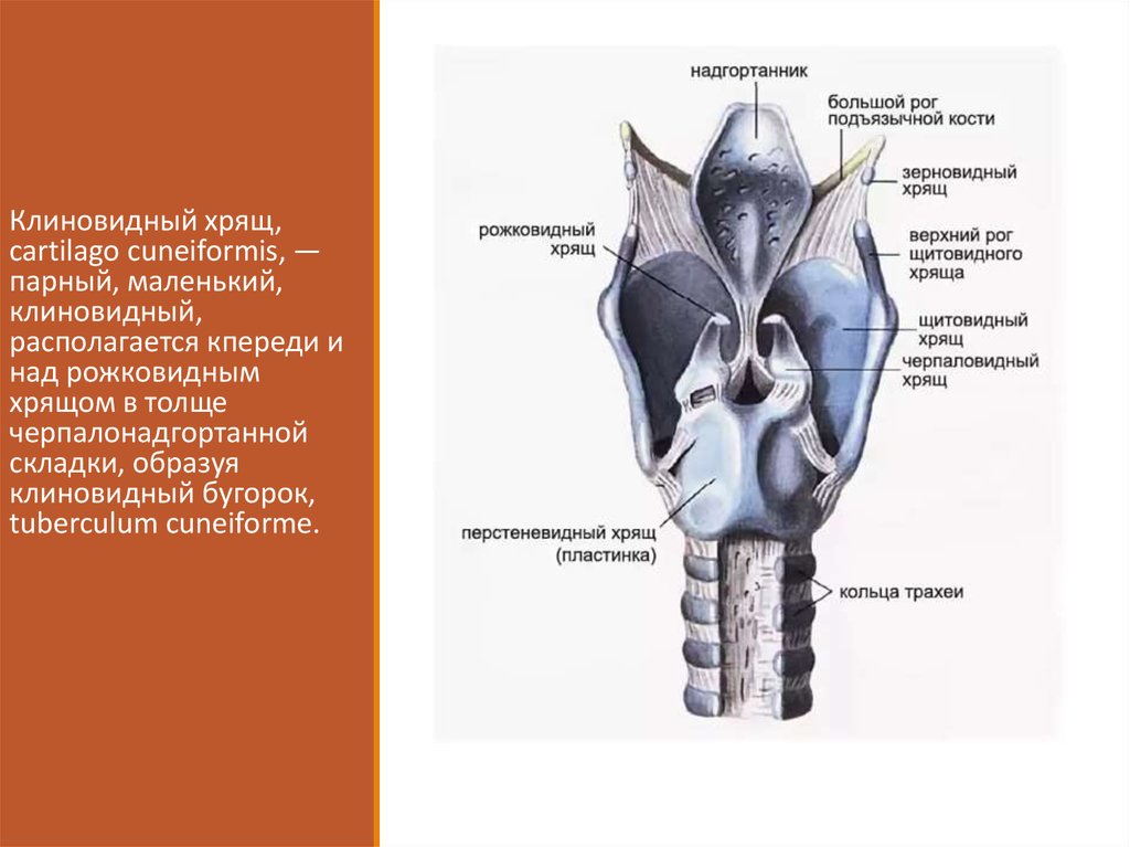 Надгортанник это. Рожковидный хрящ гортани. Строение гортани парные хрящи. Клиновидный хрящ гортани. Строение гортани клиновидный хрящ.