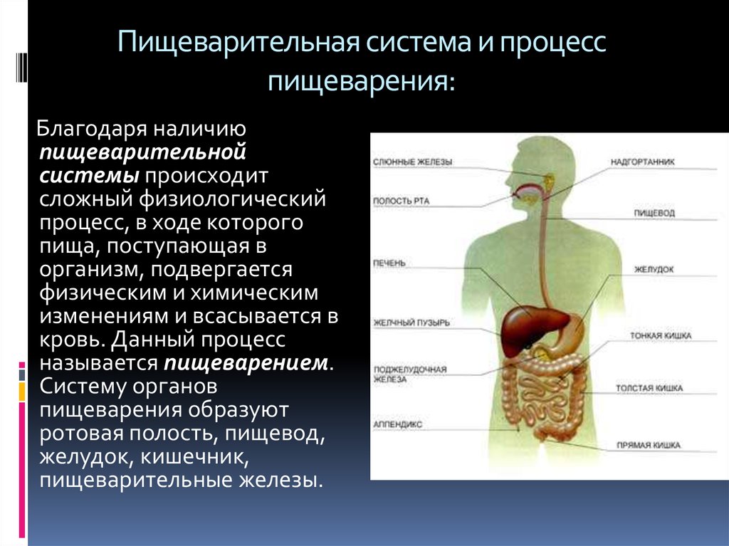 Назови органы пищеварения. Система строения пищеварительной системы. Системы органов человека пищеварительная система. Функции пищеварительной системы анатомия. Прищеварительна ясистаема.