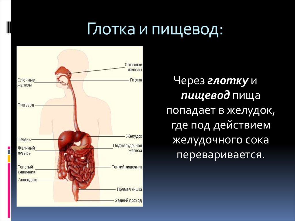 Пищевод процессы пищеварения. Пищеварительная система человека пищевод. Пищевод пищеварительная система анатомия человека анатомия. Пищеварительная система человека схема 3 класс окружающий мир.
