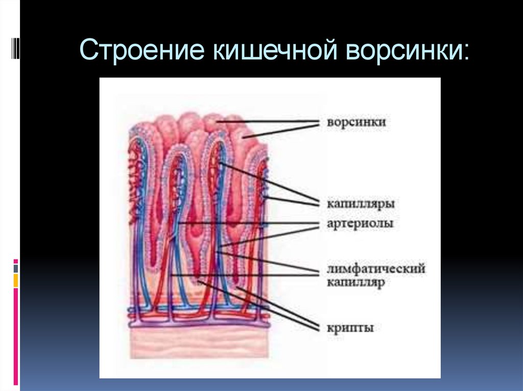 Кишечные ворсинки характерны для. Микроворсинки тонкого кишечника. Строение кишечной ворсинки анатомия. Строение ворсинки кишечника. Микроворсинки кишечника строение.