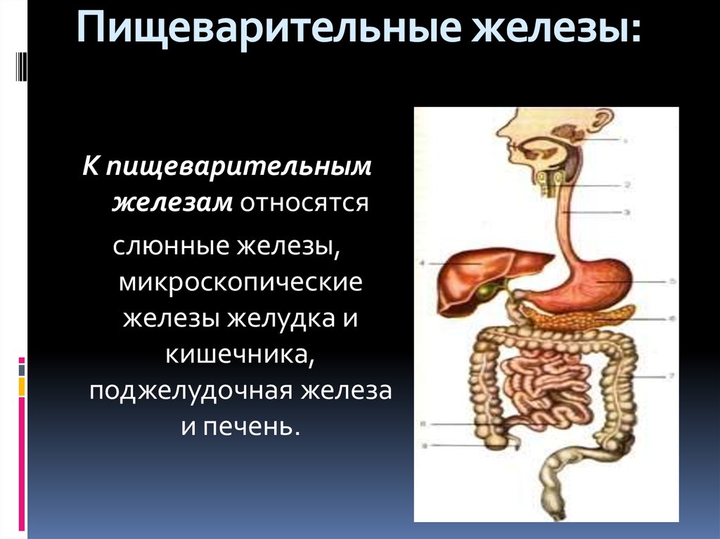 Какие пищеварительные железы находятся. Строение и функции желез пищеварительной системы. Пищеварительная система тракт и железы. Пищеварительная система человека пищеварительные железы. Органы участвующие в процессе пищеварения.