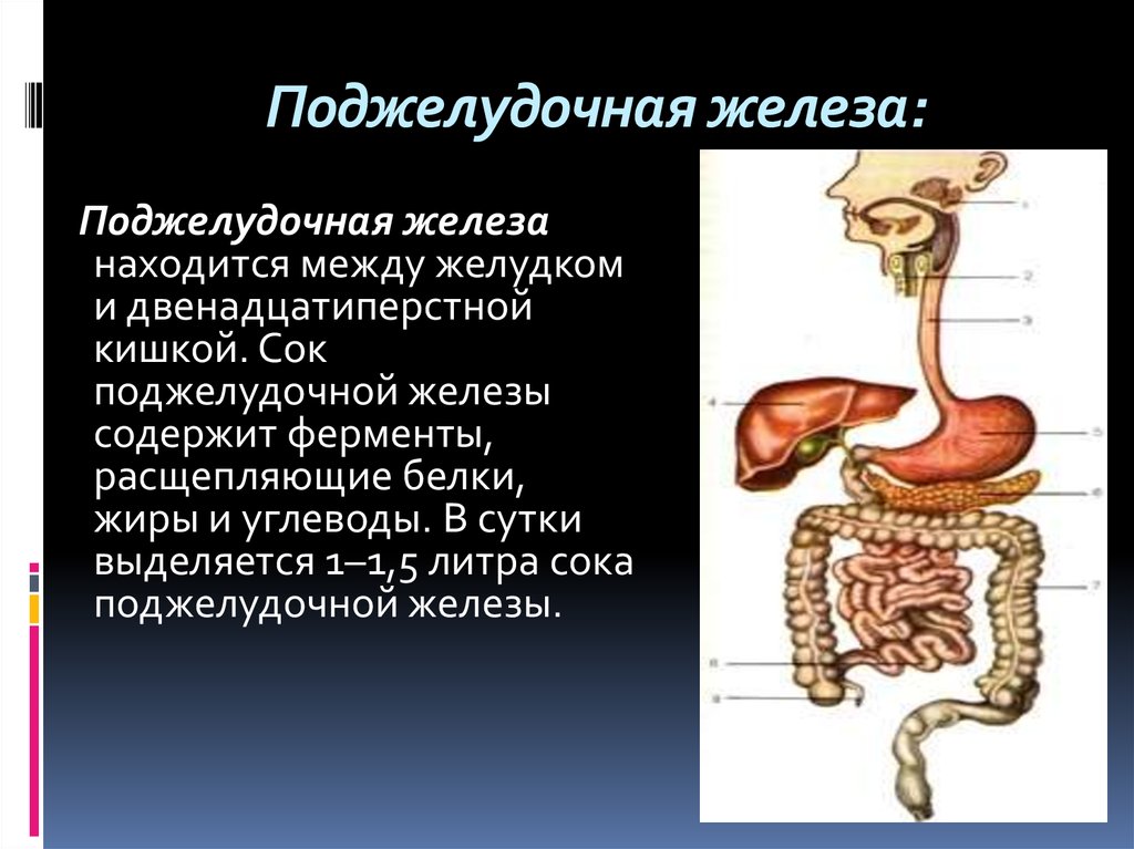 Железы и ферменты двенадцатиперстной кишки. Отдел пищеварительного аппарата поджелудочной железы. Железы пищеварительной системы человека. Ферменты пищеварительного сока поджелудочной железы. Пищеварительная система человека поджелудочная железа.