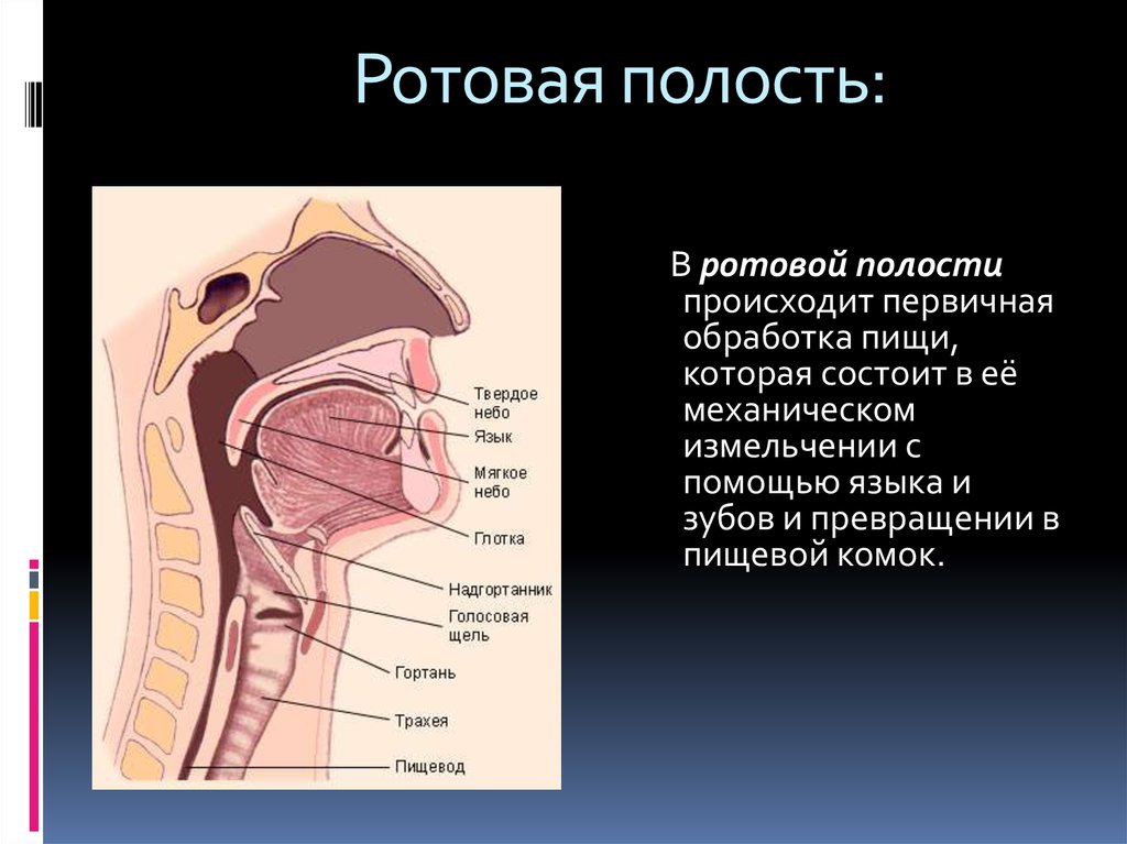 Полость рта представлена. Пищеварительная система ротовая полость анатомия. Органы пищеварения в ротовой полости. Пищеварение в ротовой полости анатомия. Строение органов ротовой полости человека.