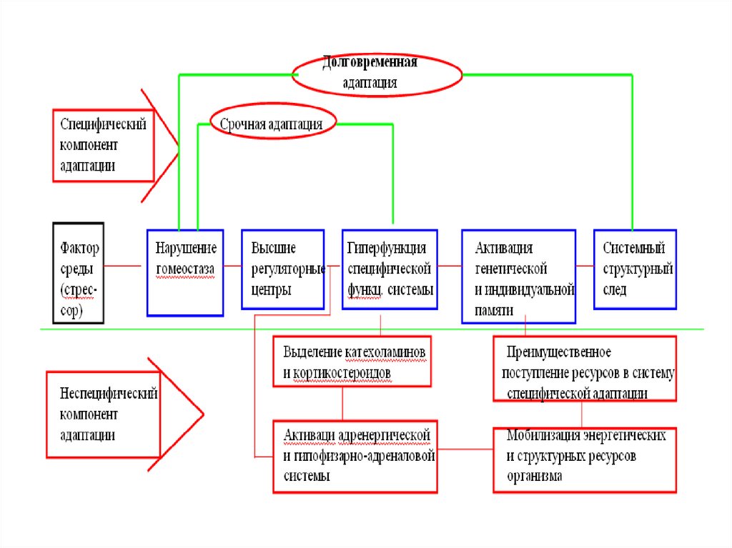 Схему механизмов адаптации