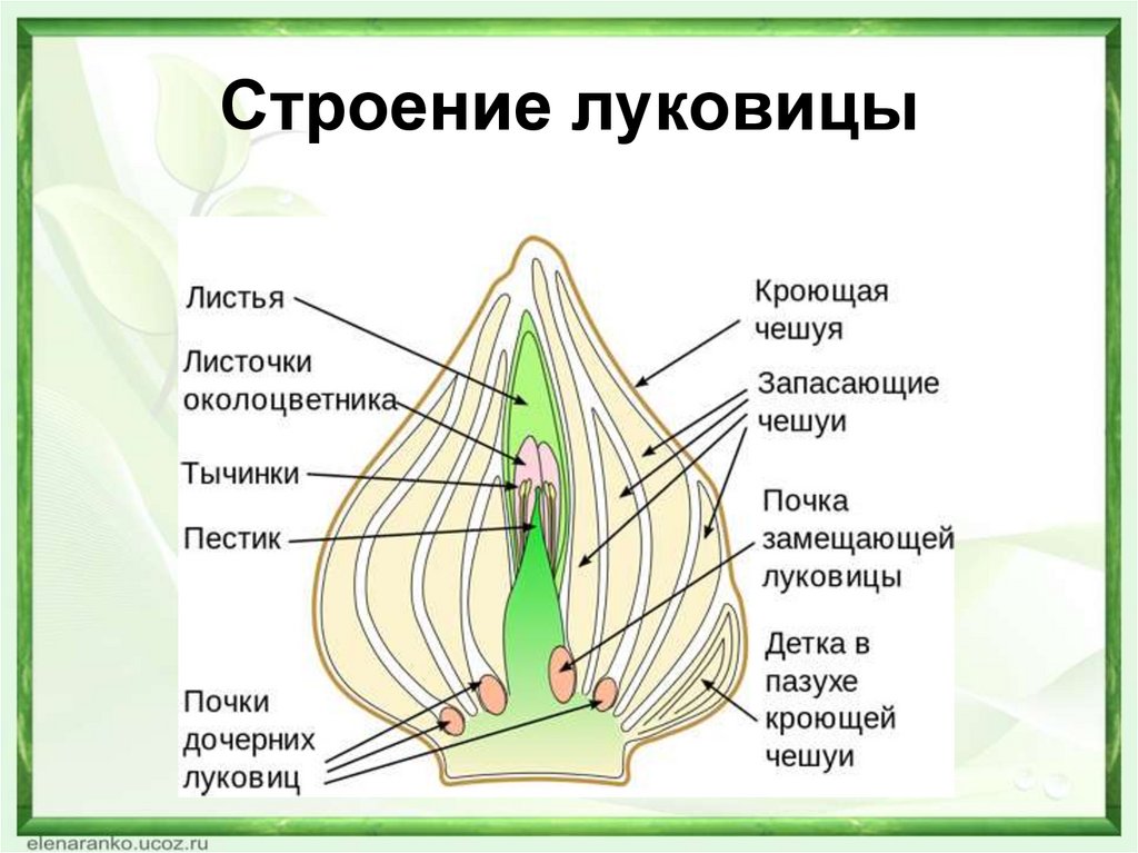 Чем отличается строение клубня от луковицы кратко