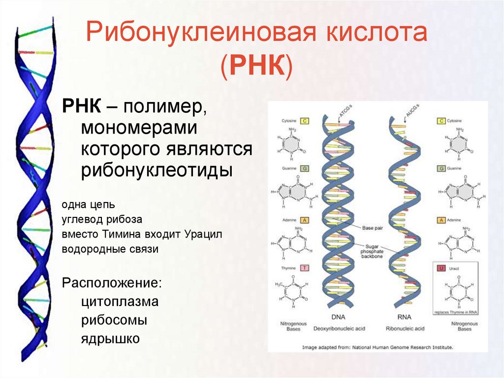 Рнк включает. Структура молекулы РНК. РНК структура молекулы РНК. Одноцепочечная структура РНК. Структура рибонуклеиновых кислот (РНК)..