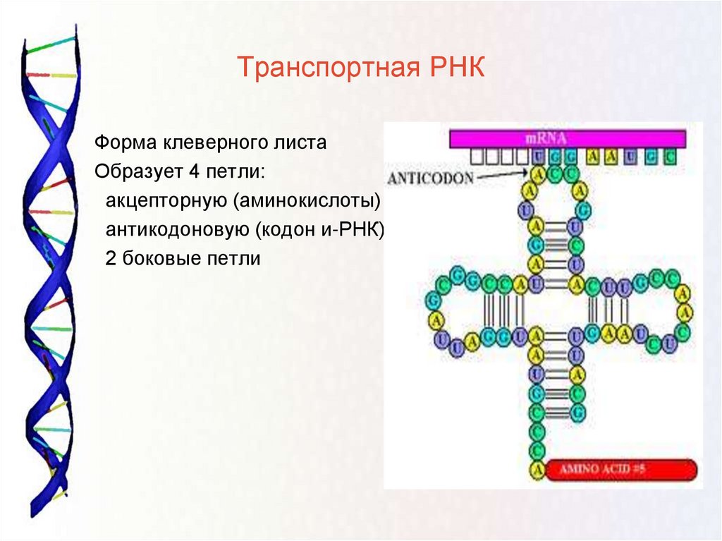 Рнк имеет форму. Транспортная рибонуклеиновые кислоты строение. ИРНК ТРНК РРНК. Транспортная РНК двухцепочечная. Строение транспортной РНК.