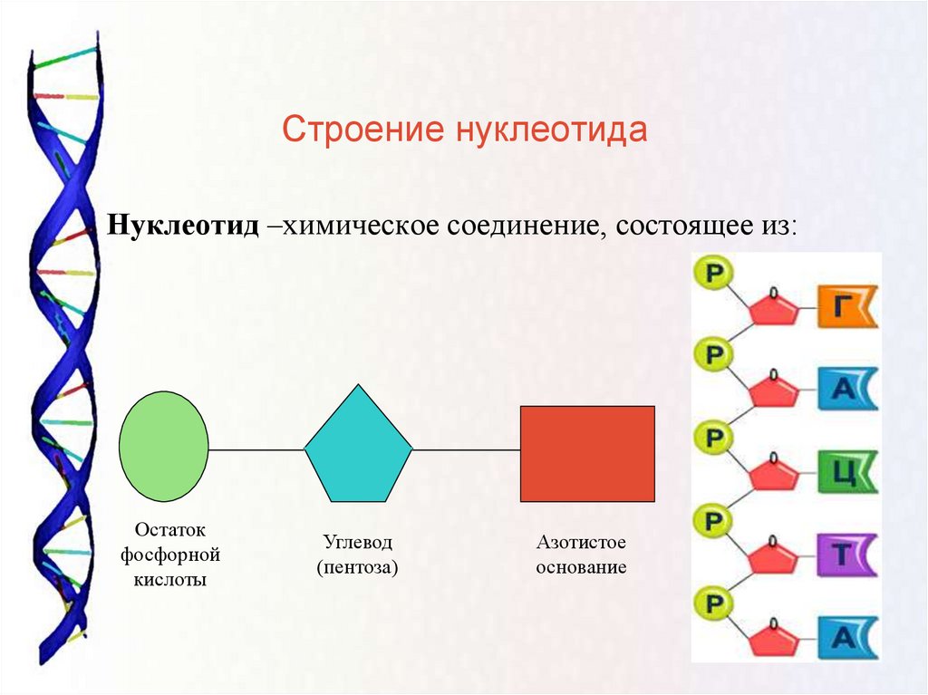 Мономерами молекул нуклеиновых кислот. Строение нуклеотида ДНК И РНК. Строение нуклеотида ДНК. Схема строения нуклеотида ДНК. Схема строения нуклеотида ДНК И РНК.
