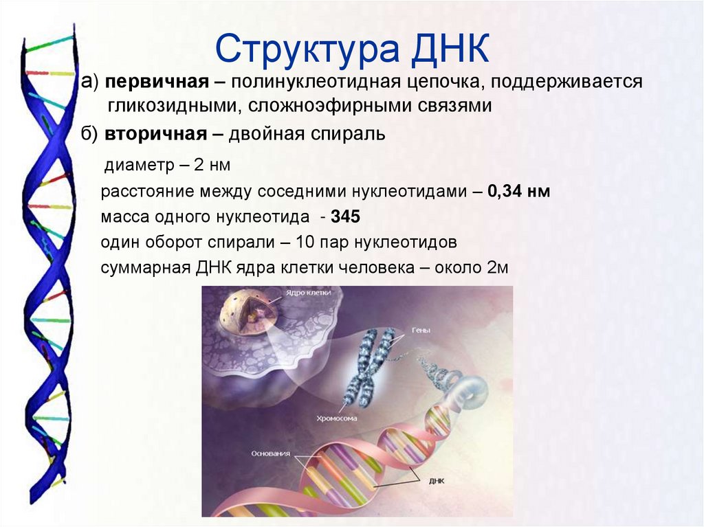 Структура днк связи. Структура полинуклеотидной цепи ДНК. Первичная структура ДНК связи. Первичная структура =полинуклеотидная цепь ДНК. Полинуклеотидные Цепочки ДНК.