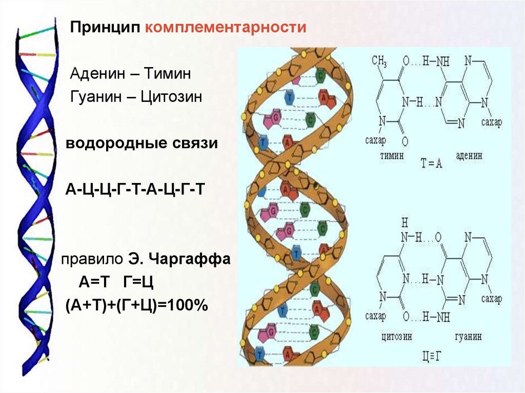 Днк и рнк презентация 10 класс химия