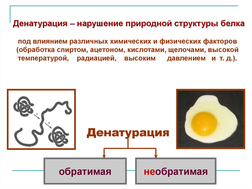 Процессы денатурации белка. Обратимая и необратимая денатурация белка. Денатурация белков. Денатурация белка реакция. Денатурация нарушение природной структуры белка.