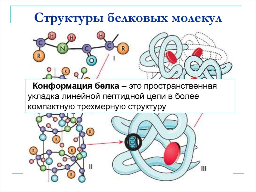 Вторичный белок примеры. Строение и структура белковой молекулы. Структура белка строение белковой молекулы. Схема первичной структуры белковой молекулы. Структура белков первичная вторичная третичная четвертичная.