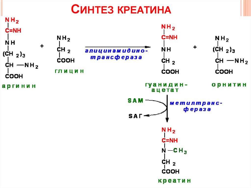 Креатинин витамины. Синтез креатинина биохимия. Синтез креатинфосфата из креатина. Синтез креатина биохимия реакции. Синтез креатина из аргинина.
