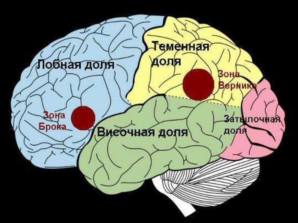 Brain zone. Зона Брока и Вернике. Мозг зоны Брока и Вернике. Речевые центры. Зона Брока. Зона Вернике.