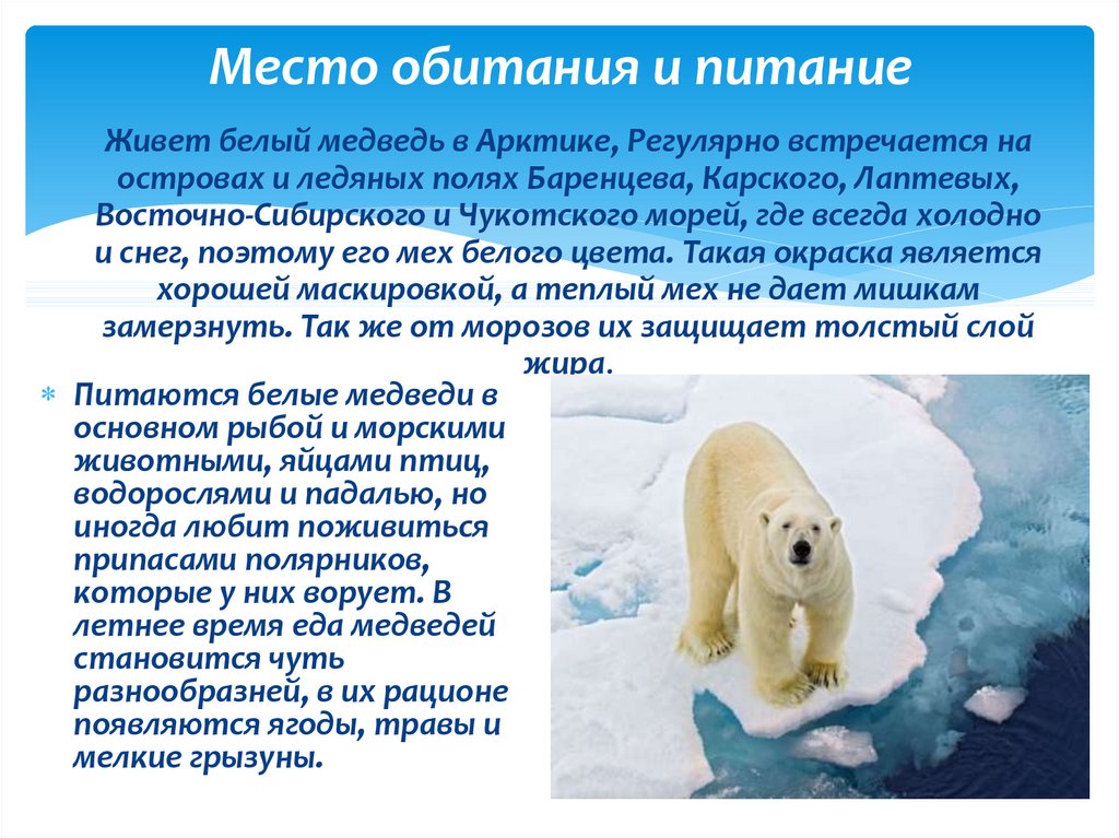 В какой среде обитает белый медведь. Среда обитания белого медведя. Особенности белого медведя. Белый медведь условия среды. Белый медведь обитает.
