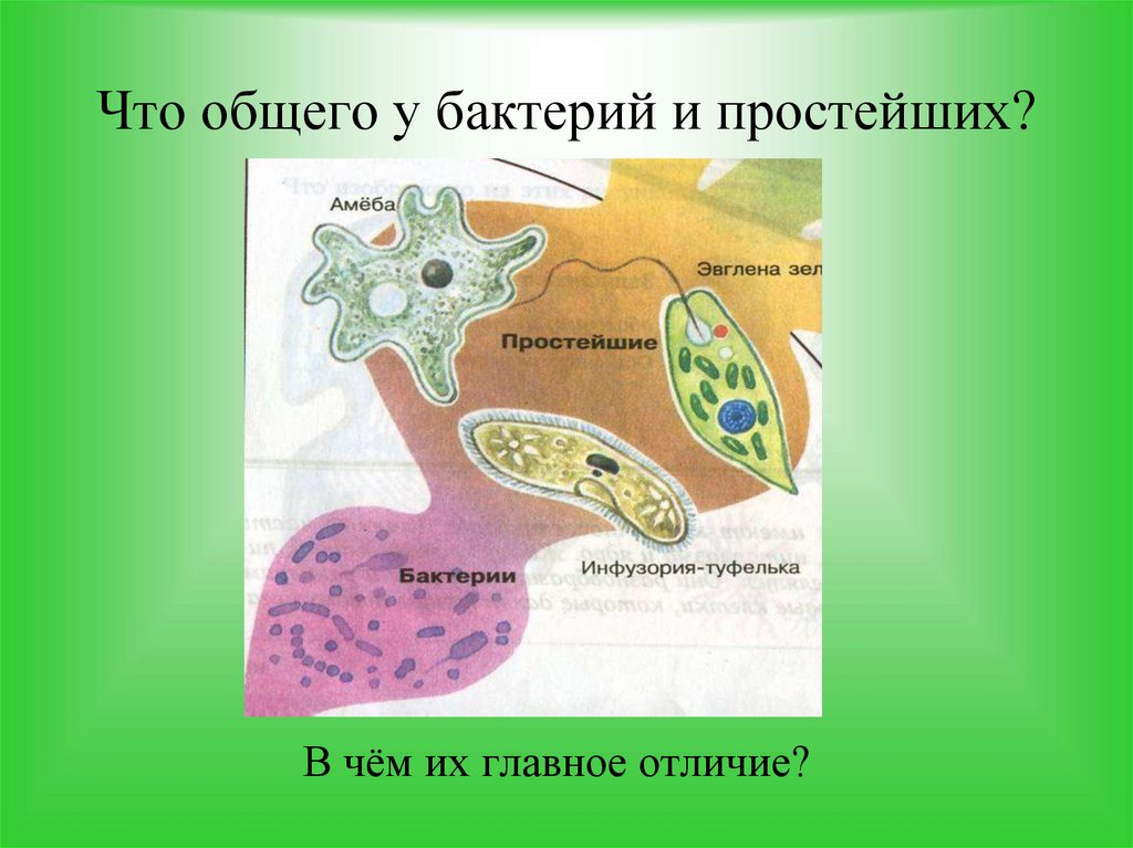 Что общего у бактерий и простейших?
