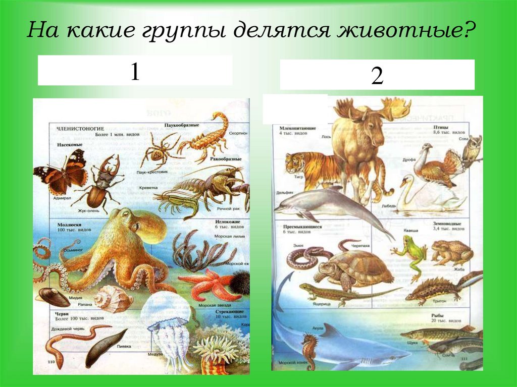 Контрольная по биологии 7 класс позвоночные животные. Позвоночных животных. На какие группы делятся живутник. Группы животных позвоночные. Животные делятся на группы.