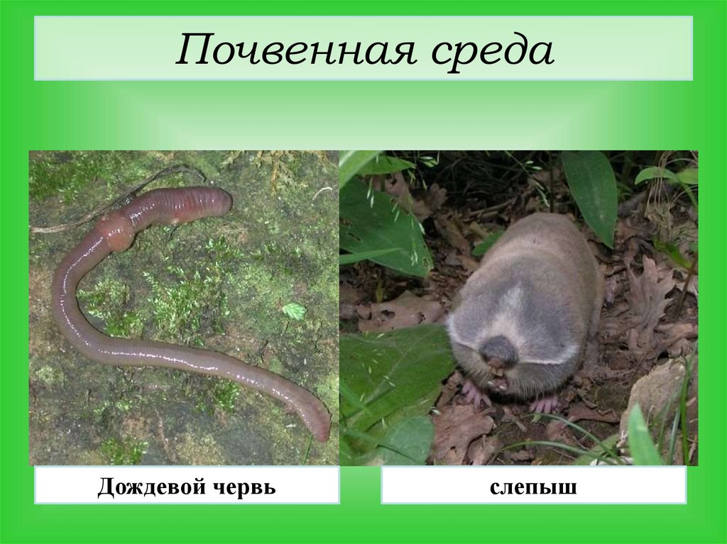 Дождевой червь обитает в среде. Дождевой червь среда обитания. Среда обитания червя. Червь среда обитания почвенная. Дождевой червь среда обитания почвенная.