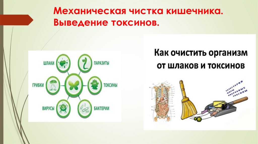 Выведение. Выведение токсинов. Соотношение вывода токсинов. Механическая чистка кишечника. Элиминация токсинов что это.