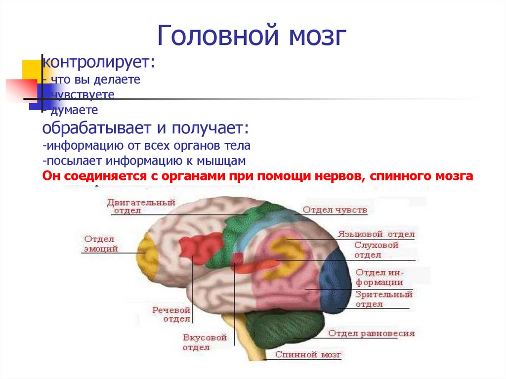 Значение в организме головного мозга. Головной мозг. Отделы головного мозга. Головной мозг информация. Что контролирует головной мозг.