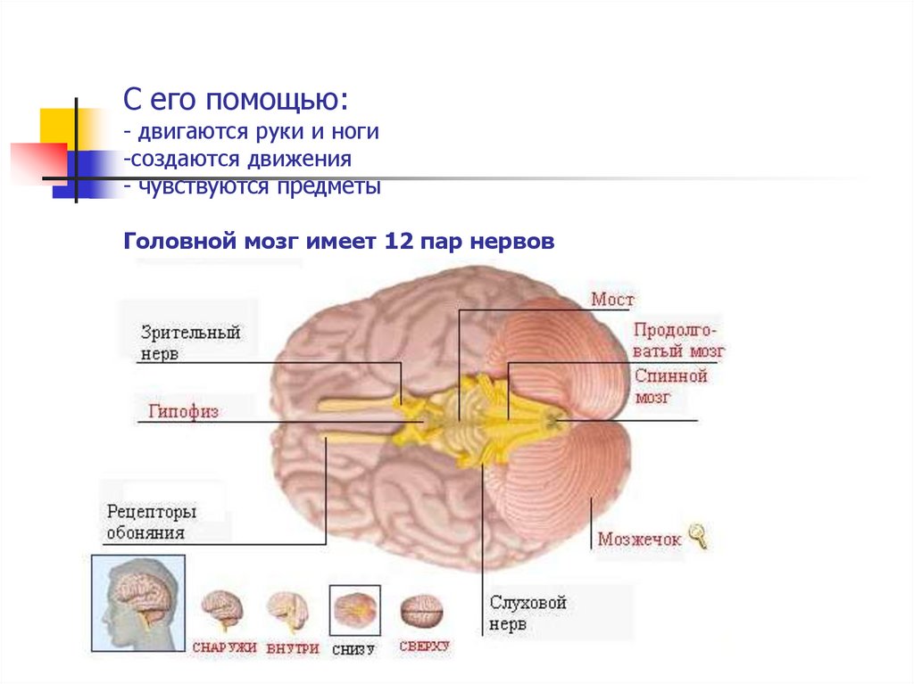 Имеет мозгов. Мозг и рецепторы. Рецепторы головного мозга. Receptor в мозге. Отделы головного мозга и конечностей.