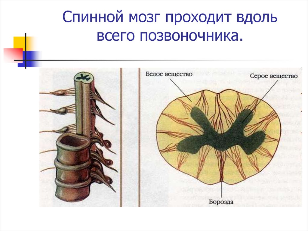 Презентация тема спинной мозг