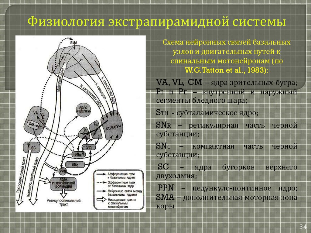 Экстрапирамидная система схема пути