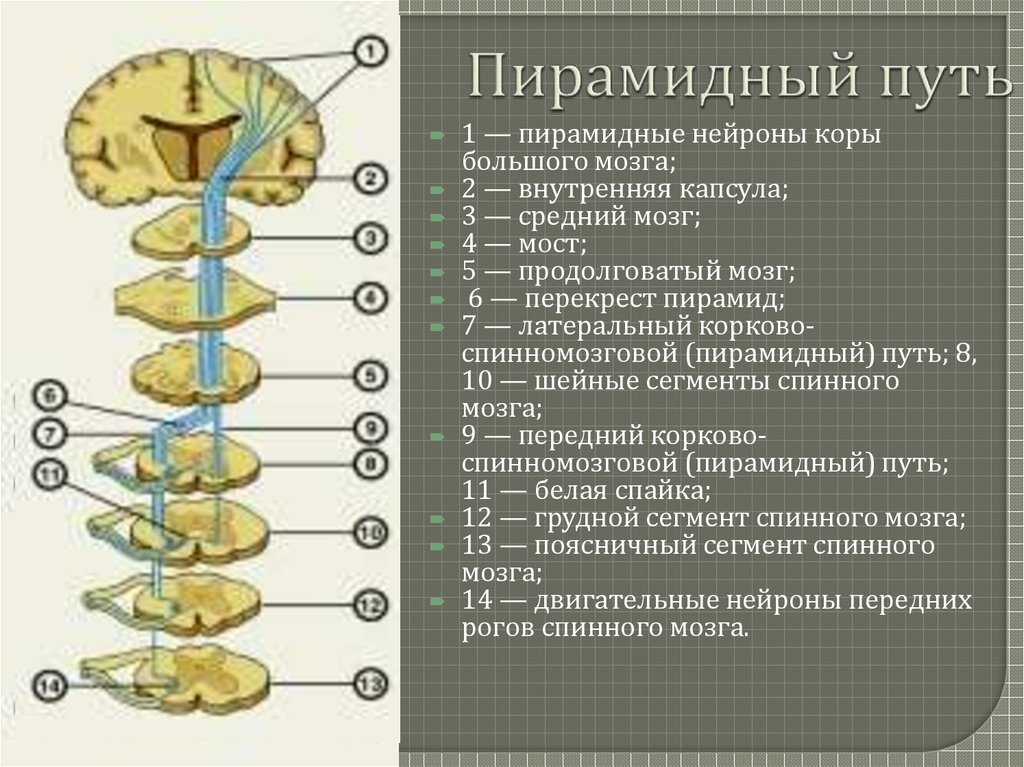 Двигательная система мозга. Кортикоспинальный пирамидный путь. Кортико спинальный путь схема. Корково спинальный путь пирамидный путь. Корково спинномозговой пирамидный путь.