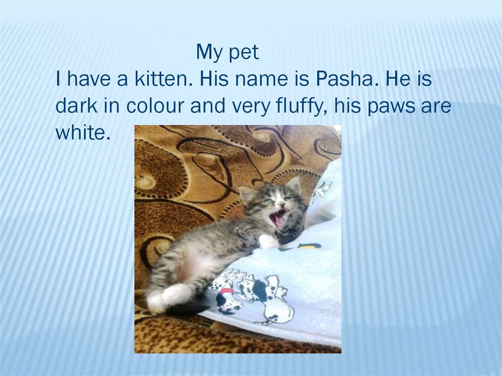 Pets презентация. My Pet презентация. Проект по английскому my Pet. Project my Pet презентация. Кошка my Pet.