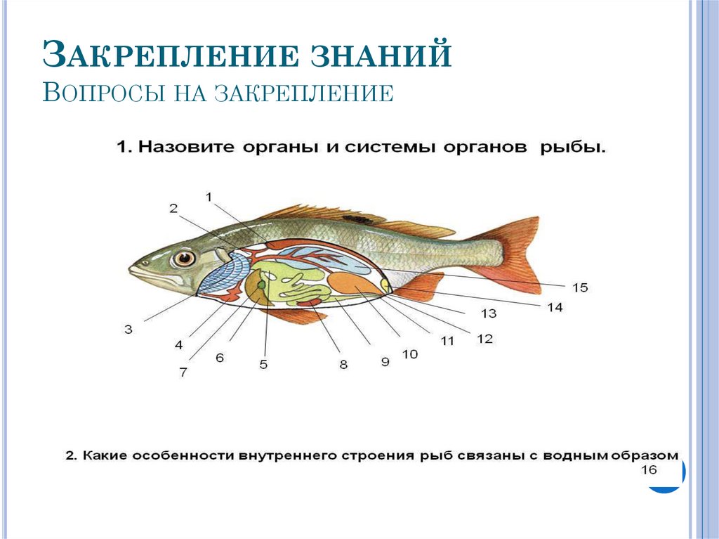 Проверочная работа по теме класс рыбы