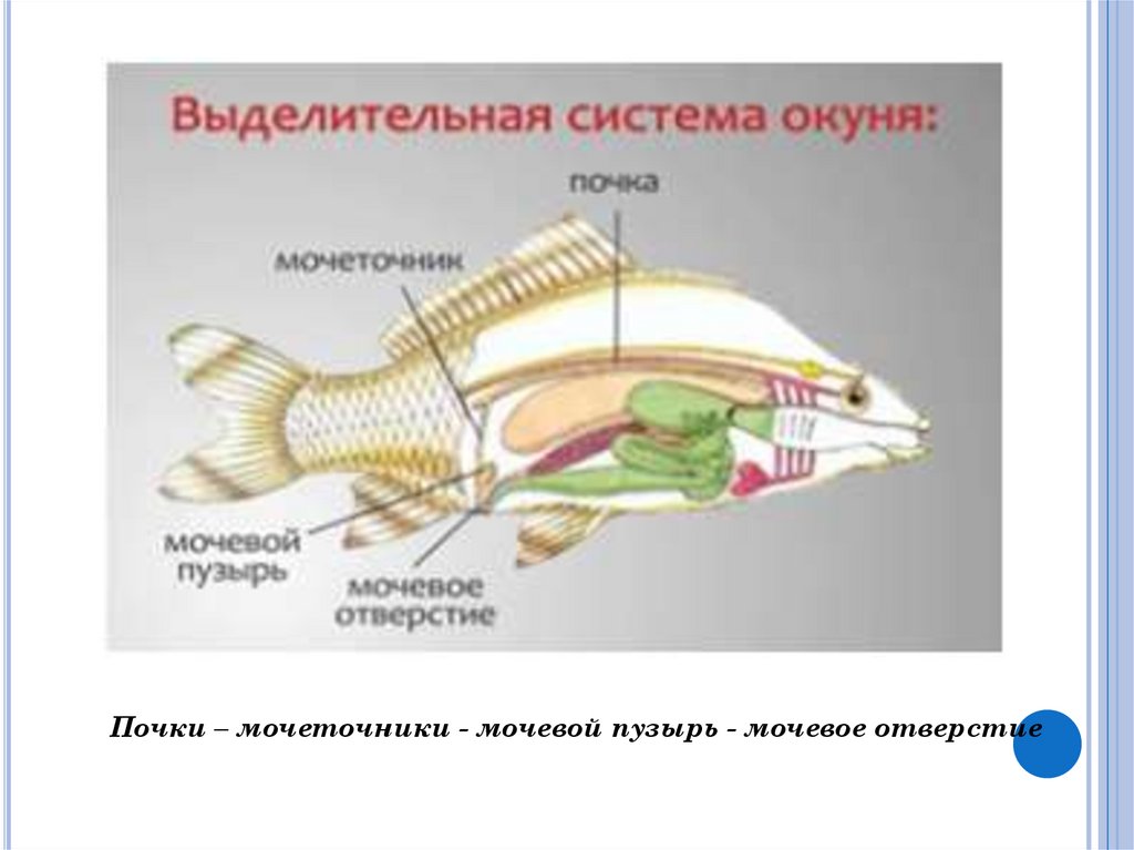 Почки у рыб. Выделительная система рыб 7 класс биология. Строение выделительной системы рыб. Выделительная система рыб 7 класс. Костные рыбы строение выделительной системы.