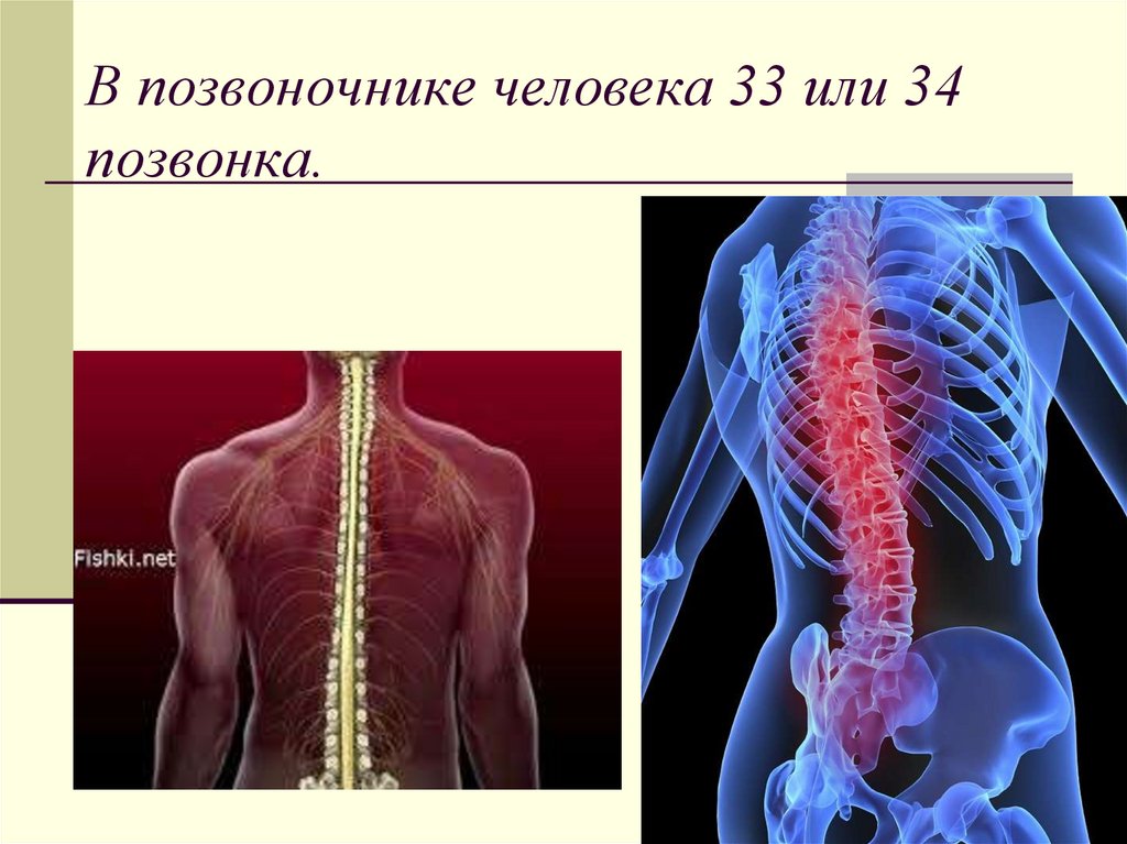 Позвоночник человека. Физиология позвоночника. Анатомия и физиология позвоночника человека. Хребет человека.