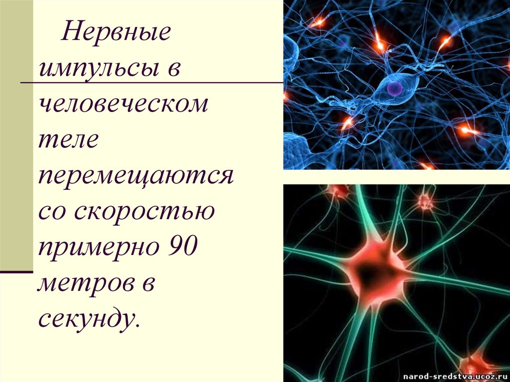 Hервные импульсы в человеческом теле перемещаются со скоростью примерно 90 метров в секунду.