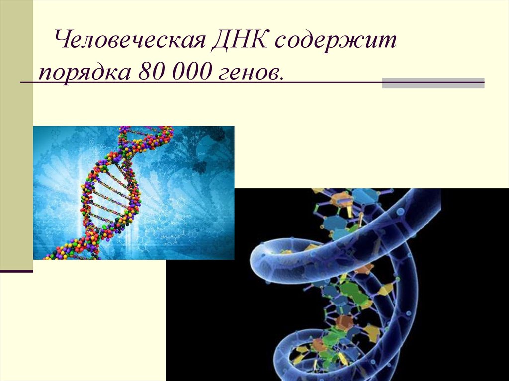 Днк содержит информацию о белках