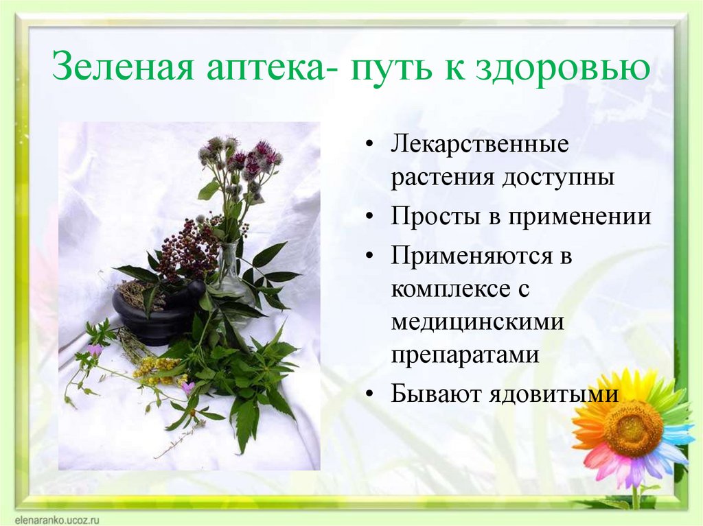 Доклад: Лекарственные растения