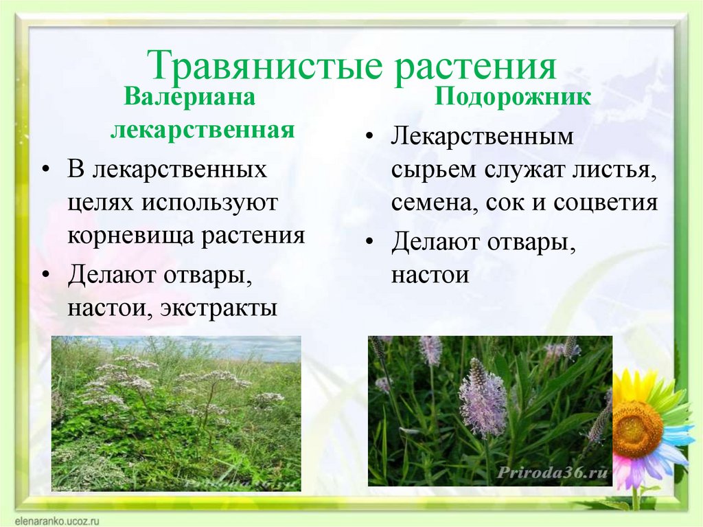 Какое растение программа. Травянистые растения. Лечебные растения. Травянистые растения травы. Лекарственные травы с названиями.