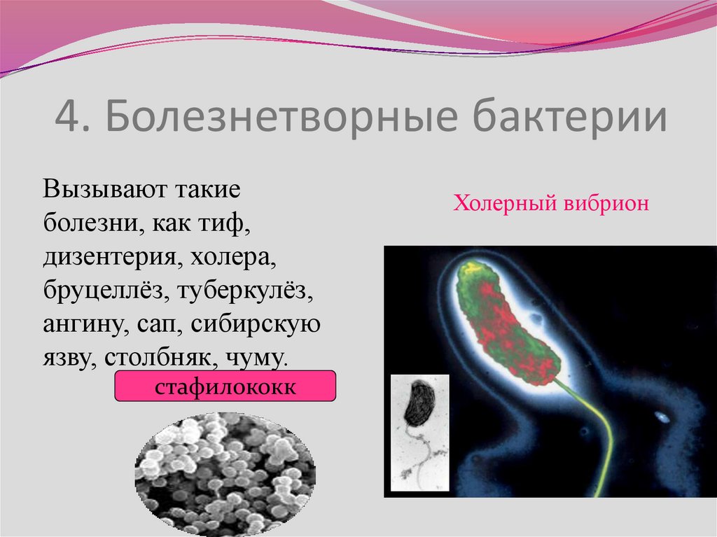 Какие бактерии вызывают