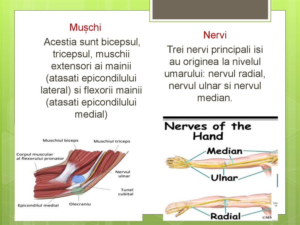 Muschii umărului și funcțiile lor