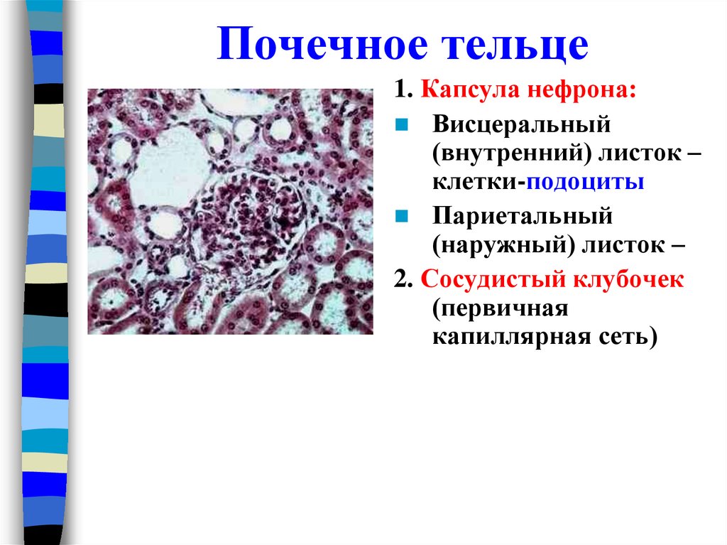 Почечное тельце почки. Клетки почечного тельца. Первичная капиллярная сеть почечного тельца. Фильтрационный барьер почечного тельца.